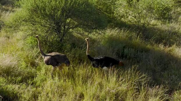 Aerial view of ostriches in the savanna South Africa.