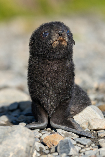 View of a young fur seal pup sitting on the rocky beach of Stromness South Georgia and the South Sandwich Islands. View of a young fur seal pup sitting on the rocky beach of Stromness South Georgia and the South Sandwich Islands.