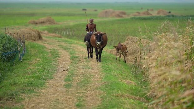 View of a farmer leading cows on a rural path in Bogura Bangladesh.