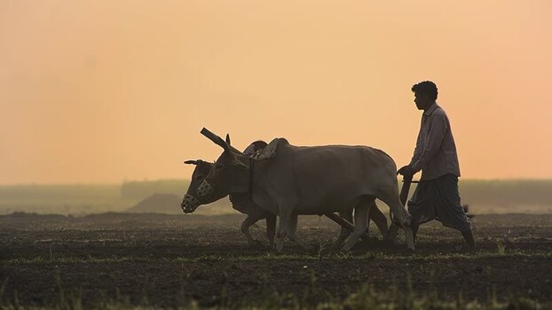 View of a farmer plowing a field with oxen at sunrise Bangladesh.