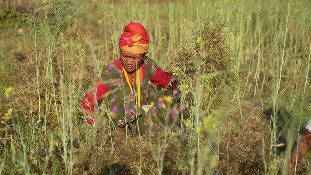 View of a woman harvesting crops in a field in Dang Nepal.