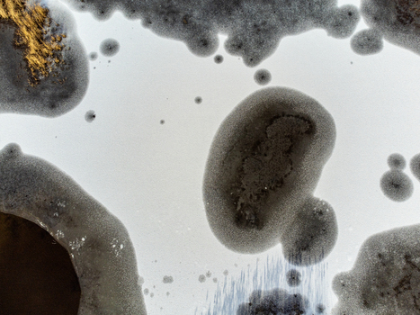 Aerial view of abstract shapes and textures of frozen water Kromslootpark Almere Flevoland Netherlands. Aerial view of abstract shapes and textures of frozen water Kromslootpark Almere Flevoland Netherlands.
