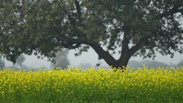 View of yellow mustard flowers and a large tree in Patna India. View of yellow mustard flowers and a large tree in Patna India.