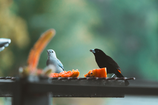View of a blue grey tanager and a passerini s tanager eating pieces of fresh papaya on a metal feeder in Costa Rica.