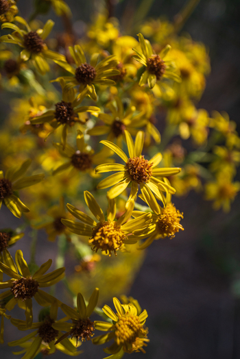 View of yellow ragwort flowers blooming in a field with soft natural lighting in Looe Cornwall United Kingdom. View of yellow ragwort flowers blooming in a field with soft natural lighting in Looe Cornwall United Kingdom.