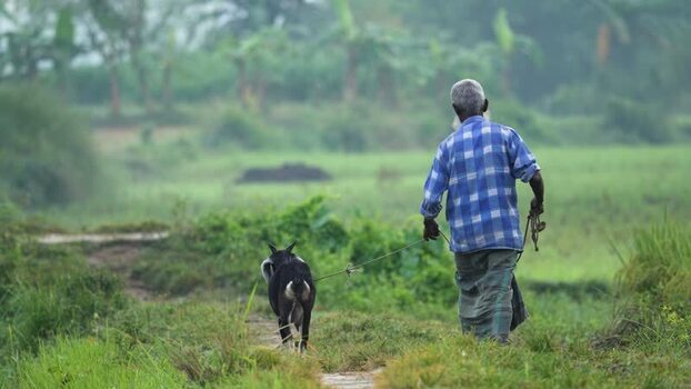 View of a man walking with a goat in a rural field Bangladesh.
