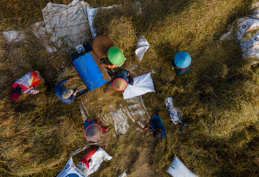 Aerial view of farmers harvesting rice with a blue threshing machine and colorful conical hats in a golden field Karanglewas Central Java Indonesia. Aerial view of farmers harvesting rice with a blue threshing machine and colorful conical hats in a golden field Karanglewas Central Java Indonesia.