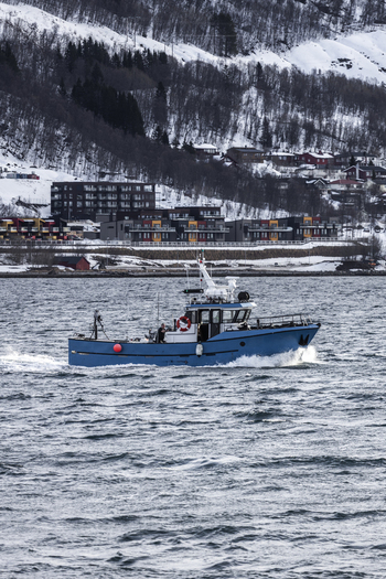 Tromso Norway 11 March 2026 View of a blue fishing boat sailing through the cold waters of a fjord with snow covered mountains and coastal houses in the background.