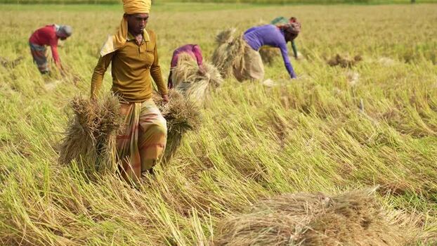 View of farmers harvesting rice in a field in Natore Bangladesh. View of farmers harvesting rice in a field in Natore Bangladesh.