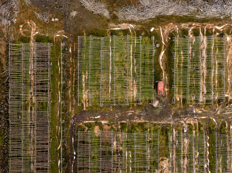 Aerial view of wooden fish drying racks arranged in rows over grassy fields with dirt paths in Iceland. Aerial view of wooden fish drying racks arranged in rows over grassy fields with dirt paths in Iceland.