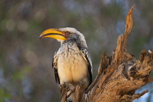View of a vibrant yellow billed hornbill perched majestically on a weathered branch its plumage a striking contrast against the blurred background Brandberg Namibia. View of a vibrant yellow billed hornbill perched majestically on a weathered branch its plumage a striking contrast against the blurred background Brandberg Namibia.
