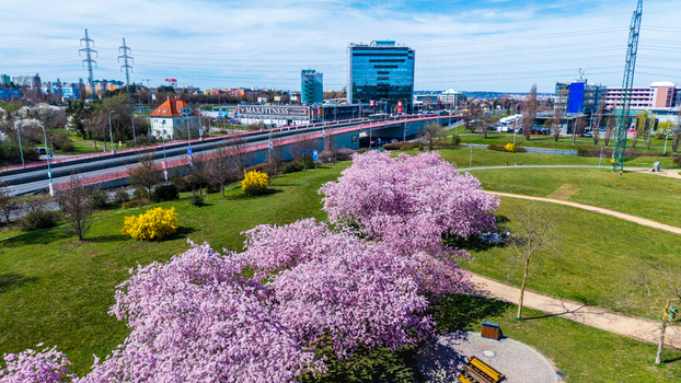 Aerial view of vibrant cherry blossoms in full bloom juxtaposed against the modern architecture and infrastructure Prague Prague Czechia. Aerial view of vibrant cherry blossoms in full bloom juxtaposed against the modern architecture and infrastructure Prague Prague Czechia.