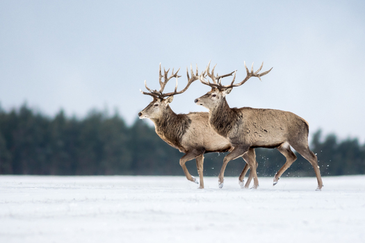 View of two red deer stags with large antlers walking across a snow covered field with a forest in the background in Debrzno Pomeranian Voivodeship Poland. View of two red deer stags with large antlers walking across a snow covered field with a forest in the background in Debrzno Pomeranian Voivodeship Poland.