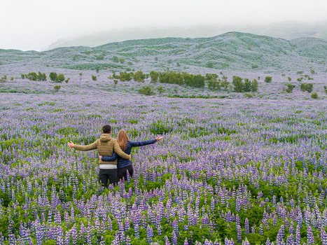 Aerial view of a couple standing with arms outstretched in a vast field of purple lupine flowers in Iceland. Aerial view of a couple standing with arms outstretched in a vast field of purple lupine flowers in Iceland.