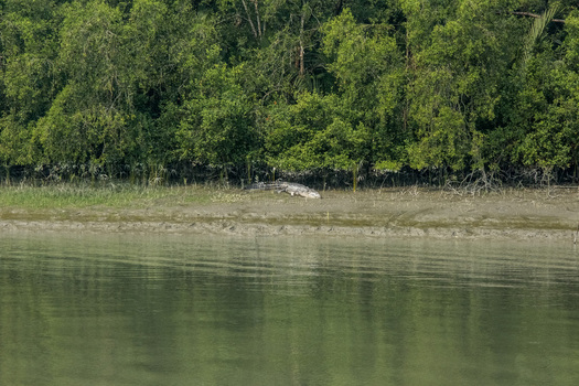 View of a crocodile resting on the muddy bank of the Sundarban mangrove forest with lush green trees in the background in Khulna Khulna Division Bangladesh.