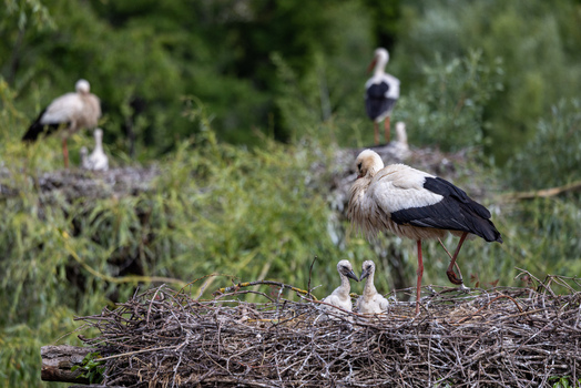 View of white storks with their chicks in large twig nests surrounded by lush green foliage in Selestat Grand Est France.