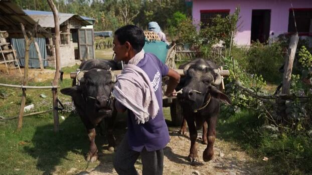 View of a man leading a water buffalo cart in Dhangadhi Nepal.