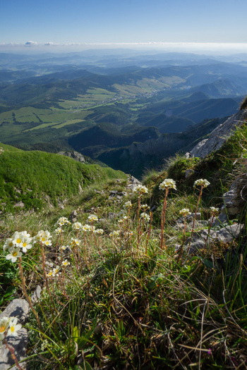 View of white wildflowers blooming on a rocky mountain slope overlooking the lush green valley and distant hills from Zdiarska vidla in Belianske Tatry Zdiar Presov Region Slovakia. View of white wildflowers blooming on a rocky mountain slope overlooking the lush green valley and distant hills from Zdiarska vidla in Belianske Tatry Zdiar Presov Region Slovakia.
