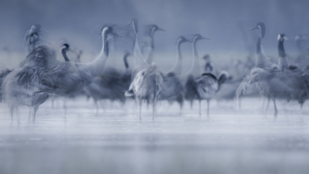 View of a flock of common cranes standing in a misty field during the early morning with soft blue light and motion blur effects in Debrzno Pomeranian Voivodeshi Poland.