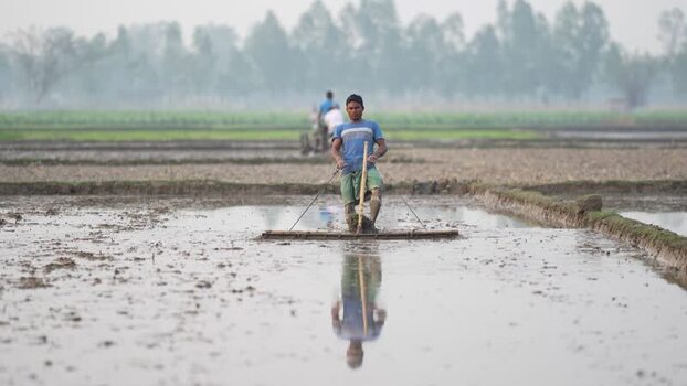 View of a farmer leveling a flooded rice field in Bangladesh. View of a farmer leveling a flooded rice field in Bangladesh.