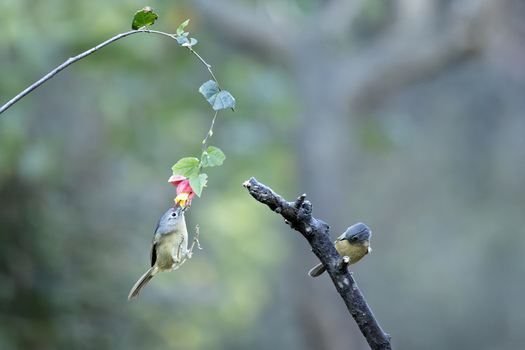View of two small birds one in flight sipping nectar from a vibrant red flower while the other perches on a branch in Yunnan China.