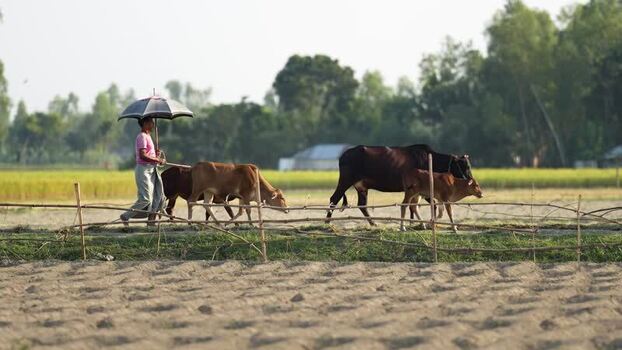 View of a man walking with cattle in a rural field Bangladesh. View of a man walking with cattle in a rural field Bangladesh.
