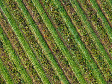 Aerial view of a hop farm with rows of hop bines growing on trellises casting long shadows across the green field in Woodburn Oregon United States.