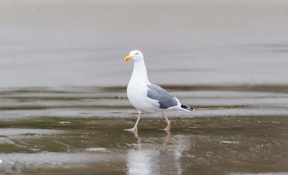 View of a seagull walking on the wet sand at Cannon Beach Oregon United States. View of a seagull walking on the wet sand at Cannon Beach Oregon United States.