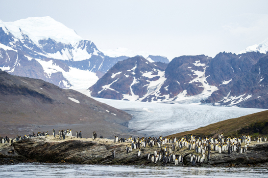 View of a large colony of king penguins on the rocky shore of Saint Andrew s Bay with snow capped mountains and a glacier in the background South Georgia and the South Sandwich Islands.