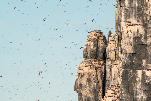 Svalbard Svalbard and Jan Mayen 22 July 2025 View of Alkefjellet cliffs with thousands of Brunnich s guillemots nesting on basalt columns and flying in the clear sky.