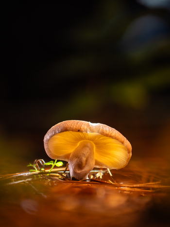 View of a mystical glowing mushroom with an ethereal yellow light emanating from its delicate cap contrasting against a dark reflective forest floor Kabupaten Soppeng South Sulawesi Indonesia. View of a mystical glowing mushroom with an ethereal yellow light emanating from its delicate cap contrasting against a dark reflective forest floor Kabupaten Soppeng South Sulawesi Indonesia.