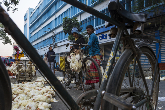 Kolkata India 06 December 2024 View of men selling chickens on the roadside with a vibrant blue building providing a striking contrast to the scene. Kolkata India 06 December 2024 View of men selling chickens on the roadside with a vibrant blue building providing a striking contrast to the scene.