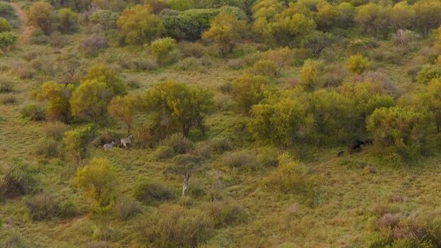 Aerial view of zebras in the savanna Thabazimbi South Africa.