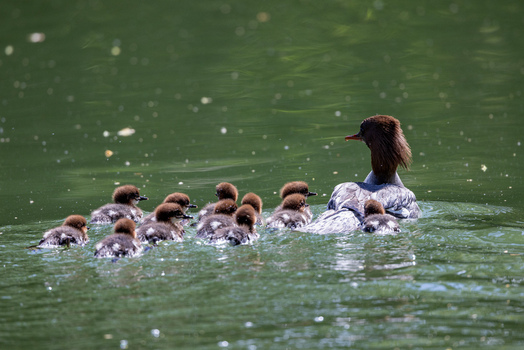 View of a female common merganser swimming with her ducklings on the calm green water of a pond in Mulhouse Grand Est France.