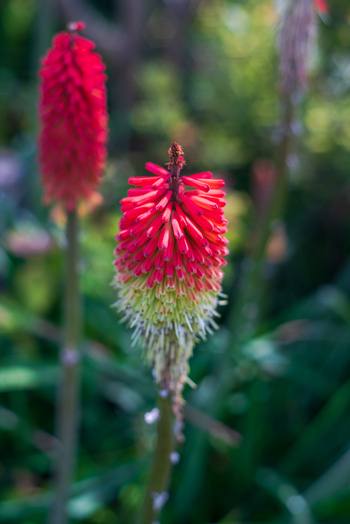 View of vibrant red and yellow red hot poker flowers blooming in a lush garden in Looe Cornwall United Kingdom. View of vibrant red and yellow red hot poker flowers blooming in a lush garden in Looe Cornwall United Kingdom.