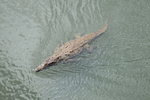 View of a crocodile glides silently through the murky green water its scales shimmering in the sunlight a primal scene unfolding in the depths Quepos Puntarenas Province Costa Rica.
