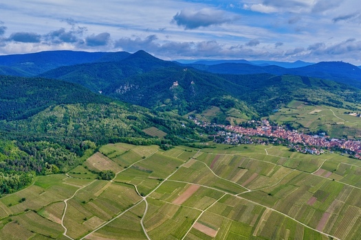 Aerial view of the historic town of Ribeauville nestled among vast vineyards and the forested Vosges mountains with hilltop castles Ribeauville Grand Est France. Aerial view of the historic town of Ribeauville nestled among vast vineyards and the forested Vosges mountains with hilltop castles Ribeauville Grand Est France.