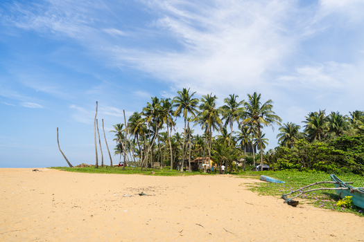 View of a tropical sandy beach lined with tall coconut palm trees and a traditional blue outrigger boat under a clear blue sky in Galle Southern Province Sri Lanka.