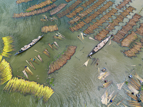 Natore Rajshahi Division Bangladesh 25 July 2026 Aerial view of workers in traditional wooden boats processing bundles of jute fiber in the water.