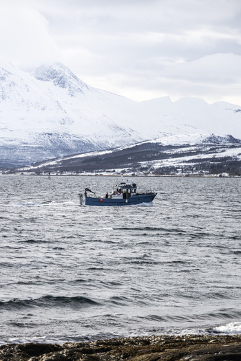 View of a blue fishing boat sailing on the cold waters of a fjord with majestic snow covered mountains under a cloudy sky in the background Tromso Troms Norway.