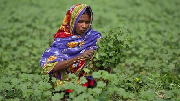View of a woman harvesting crops in a field Bangladesh. View of a woman harvesting crops in a field Bangladesh.