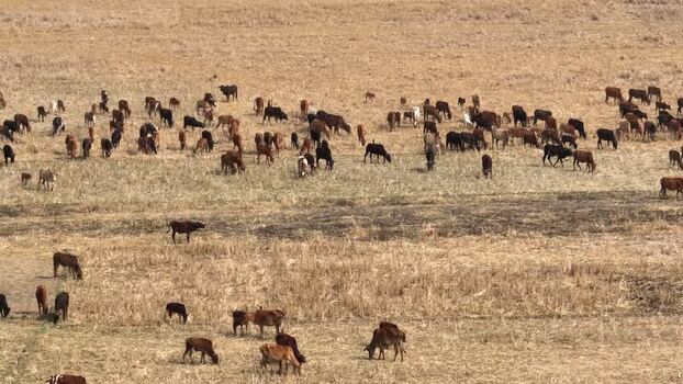 Aerial view of a large herd of cattle grazing in a field Bangladesh.