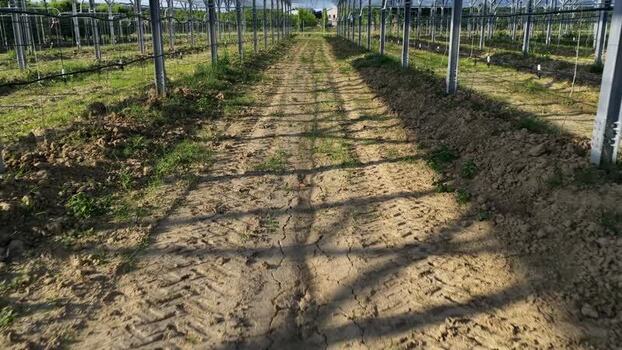 Aerial view of agricultural orchard rows in Faenza Italy.