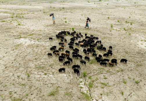 Aerial view of a herd of black pigs grazing on dry cracked earth with two people holding umbrellas walking across the arid landscape Bogura Rajshahi Division Bangladesh. Aerial view of a herd of black pigs grazing on dry cracked earth with two people holding umbrellas walking across the arid landscape Bogura Rajshahi Division Bangladesh.