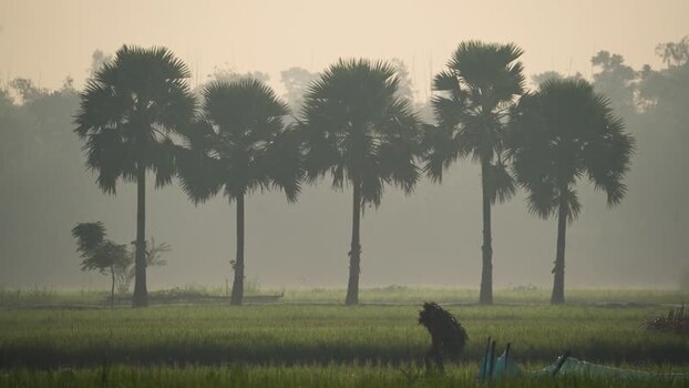 View of palm trees in a misty field at sunrise Bangladesh.