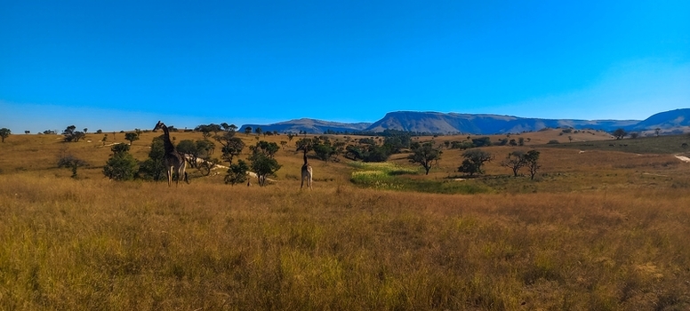 View of giraffes grazing in the open savanna with rolling mountains under a clear blue sky in eManzana Mpumalanga South Africa. View of giraffes grazing in the open savanna with rolling mountains under a clear blue sky in eManzana Mpumalanga South Africa.