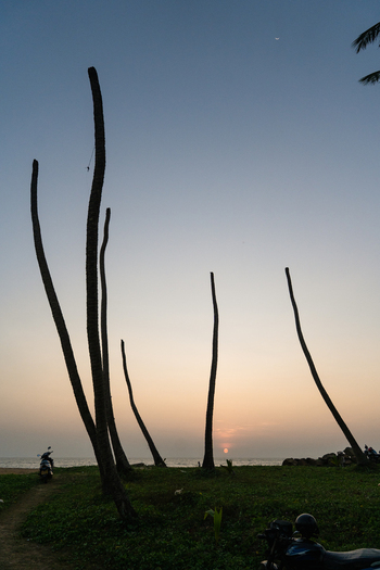 View of silhouetted palm tree trunks on a grassy shore during sunset over the ocean Galle Southern Province Sri Lanka.