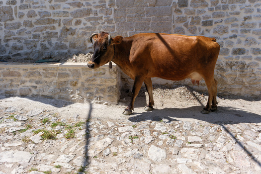 View of a brown cow standing on a cobblestone street next to a traditional stone wall in Qeparo Fshat Vlore County Albania. View of a brown cow standing on a cobblestone street next to a traditional stone wall in Qeparo Fshat Vlore County Albania.