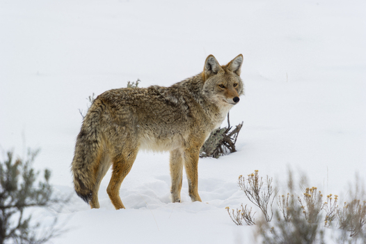 View of a coyote standing in the snow with sparse shrubs in Yellowstone National Park Wyoming United States. View of a coyote standing in the snow with sparse shrubs in Yellowstone National Park Wyoming United States.