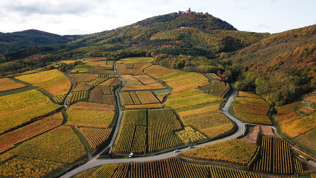 Aerial view of Alsace vineyards in autumn with vibrant yellow and orange foliage winding roads and Haut Koenigsbourg Castle on the hilltop Orschwiller Grand Est France.